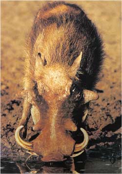 Animale Porcul cu negi modul de viata si caracteristicile lui animal .com .ro