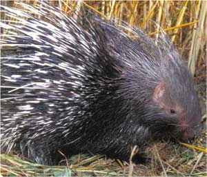 Animale Porcul spinos modul de viata si caracteristicile lui animal .com .ro