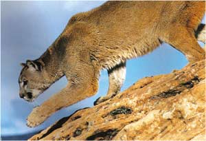 Animale Puma modul de viata si caracteristicile lui animal .com .ro