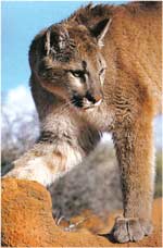 Poze cu Puma