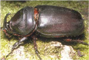 Animale Scarabeul modul de viata si caracteristicile lui animal .com .ro