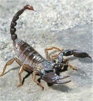 Animale Scorpionul modul de viata si caracteristicile lui animal .com .ro