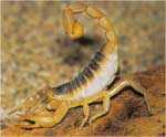Poze cu Scorpionul