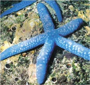 Animale Steaua de mare modul de viata si caracteristicile lui animal .com .ro