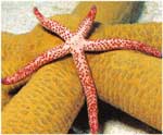 Poze cu Steaua de mare