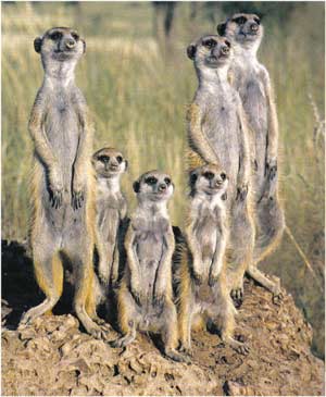 Animale Suricata modul de viata si caracteristicile lui animal .com .ro