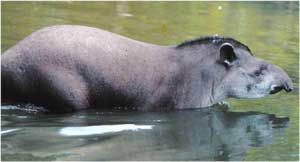 Animale Tapirul modul de viata si caracteristicile lui animal .com .ro