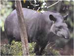 Poze Tapirul