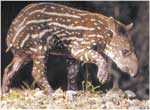 Imagini colorate Tapirul