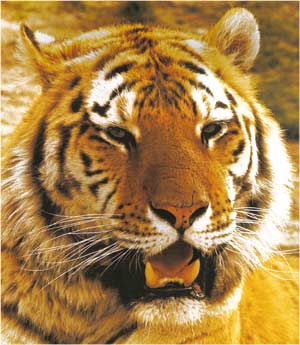 Animale Tigrul modul de viata si caracteristicile lui animal .com .ro