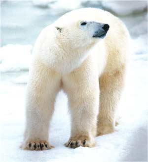 Animale Ursul polar modul de viata si caracteristicile lui animal .com .ro