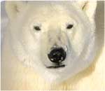 Poze cu Ursul polar