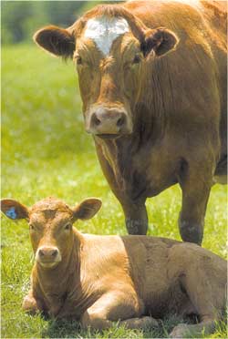 Animale Vaca modul de viata si caracteristicile lui animal .com .ro