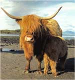 Poze Vaca