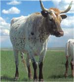 Imagini colorate Vaca