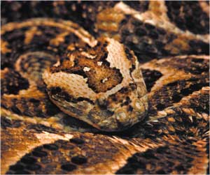 Animale Vipera modul de viata si caracteristicile lui animal .com .ro