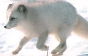 Animale Vulpea polara modul de viata si caracteristicile lui animal .com .ro