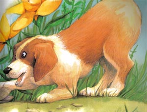 Animale Câinele si scoica modul de viata si caracteristicile lui animal .com .ro
