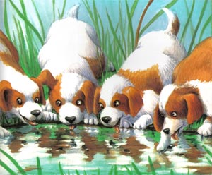 Animale Cainii flamanzi modul de viata si caracteristicile lui animal .com .ro
