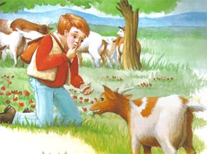 Animale Caprarul si capra modul de viata si caracteristicile lui animal .com .ro