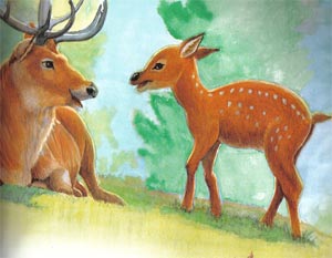 Animale Cerbul si puiul sau modul de viata si caracteristicile lui animal .com .ro