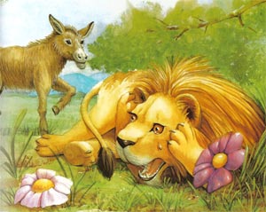 Animale Leul cel batran modul de viata si caracteristicile lui animal .com .ro