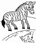 Zebra